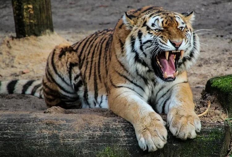 छत्तीसगढ़ में मानव-बाघ में संघर्ष, 2 की गई जान, टाइगर पर कुल्हाड़ी से हमला