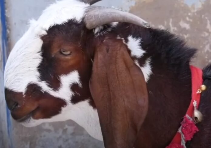 Due to the special letter written on the stomach and neck, the owner kept the cost of the goat at Rs 1 crore