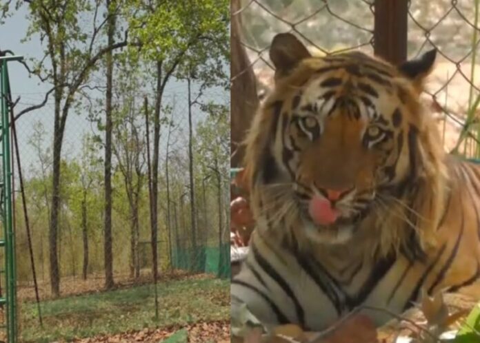 Umaria News पार्क प्रबंधन सोलर पावर से करंट के झटके देकर, बाघों को गाँव में आने रोकेगा